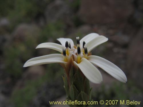 Imágen de Perezia recurvata (Perezia). Haga un clic para aumentar parte de imágen.