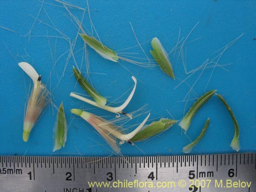 Image of Perezia recurvata (Perezia). Click to enlarge parts of image.