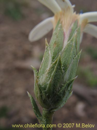 Фотография Perezia recurvata (Perezia). Щелкните, чтобы увеличить вырез.