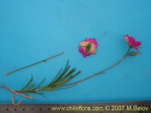 Imágen de Calandrinia sp. #1019 (). Haga un clic para aumentar parte de imágen.