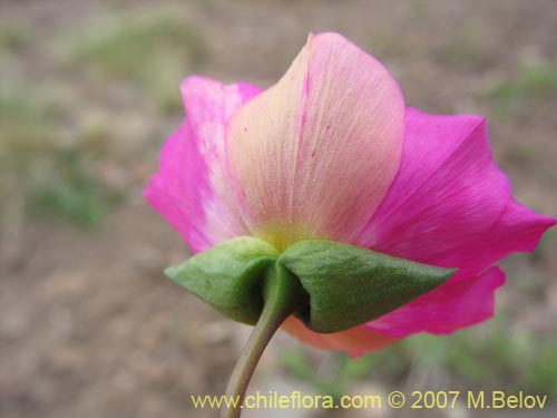 Imágen de Calandrinia sp. #1019 (). Haga un clic para aumentar parte de imágen.