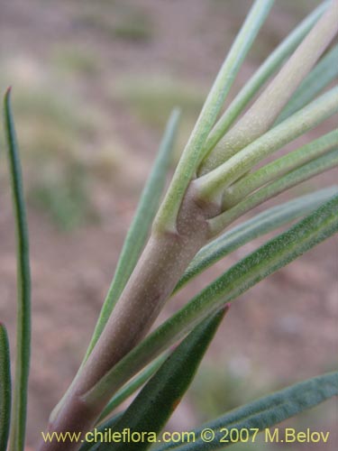 Bild von Calandrinia sp. #1019 (). Klicken Sie, um den Ausschnitt zu vergrössern.