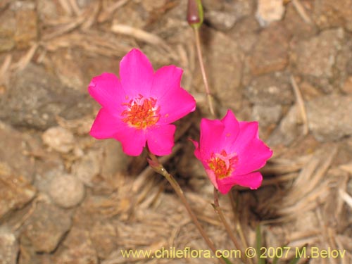 Imágen de Calandrinia sp. #1019 (). Haga un clic para aumentar parte de imágen.