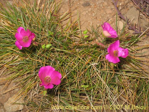 Bild von Calandrinia sp. #1019 (). Klicken Sie, um den Ausschnitt zu vergrössern.