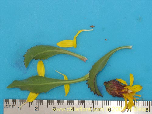 Asteraceae sp. #3141の写真