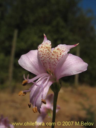 Фотография Alstroemeria revoluta (Alstroemeria). Щелкните, чтобы увеличить вырез.