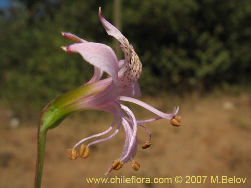 Image of Alstroemeria revoluta (Alstroemeria). Click to enlarge parts of image.