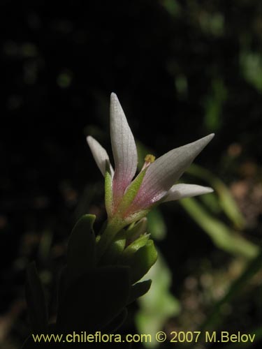 Imágen de Anagallis alternifolia (Pimpinela). Haga un clic para aumentar parte de imágen.