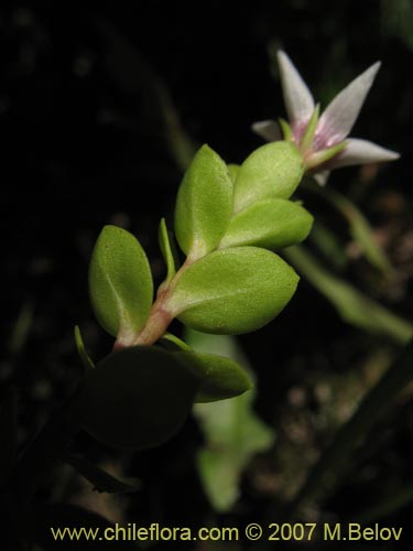 Фотография Anagallis alternifolia (Pimpinela). Щелкните, чтобы увеличить вырез.