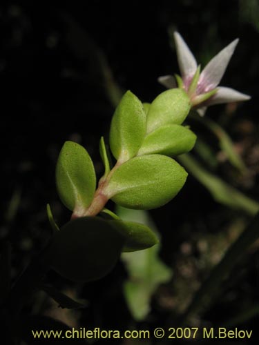 Imágen de Anagallis alternifolia (Pimpinela). Haga un clic para aumentar parte de imágen.