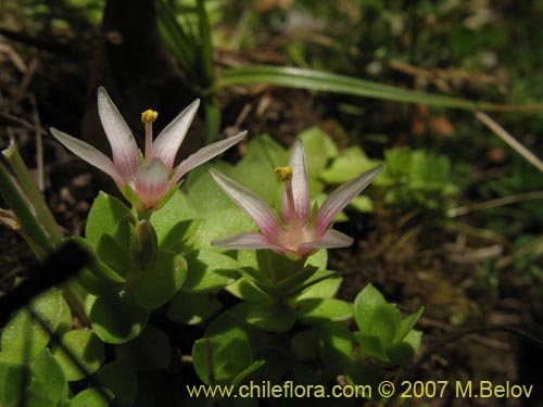 Image of Anagallis alternifolia (Pimpinela). Click to enlarge parts of image.