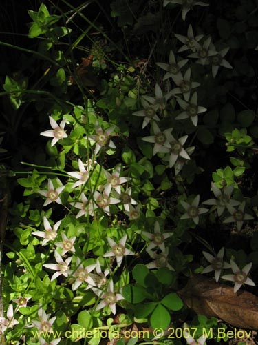 Фотография Anagallis alternifolia (Pimpinela). Щелкните, чтобы увеличить вырез.