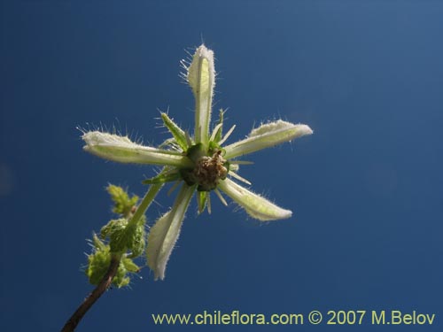 Imágen de Caiophora sp. #1305 (). Haga un clic para aumentar parte de imágen.