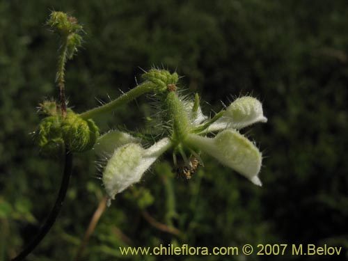 Imágen de Caiophora sp. #1305 (). Haga un clic para aumentar parte de imágen.