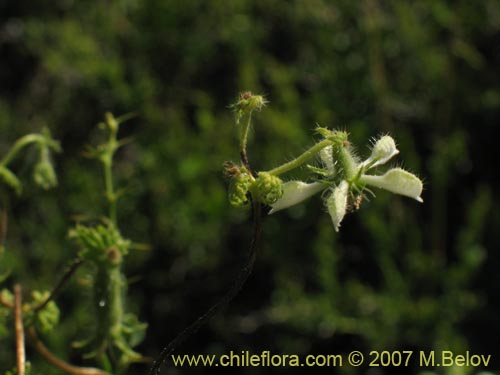 Imágen de Caiophora sp. #1305 (). Haga un clic para aumentar parte de imágen.