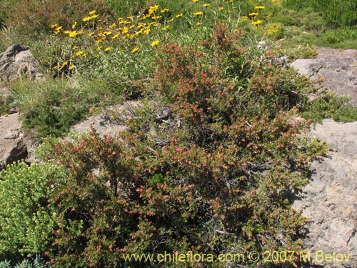 Bild von Escallonia rosea (). Klicken Sie, um den Ausschnitt zu vergrössern.