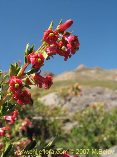 Image of Escallonia rosea (). Click to enlarge parts of image.