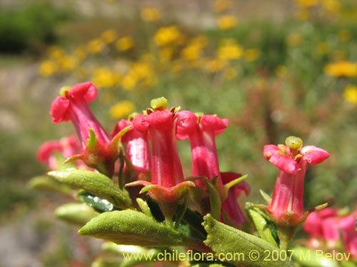 Bild von Escallonia rosea (). Klicken Sie, um den Ausschnitt zu vergrössern.