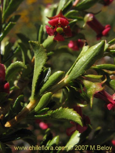 Bild von Escallonia rosea (). Klicken Sie, um den Ausschnitt zu vergrössern.