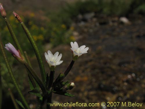 Epilobium sp. #3024의 사진