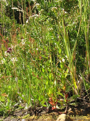 Image of Epilobium sp. #3024 (). Click to enlarge parts of image.