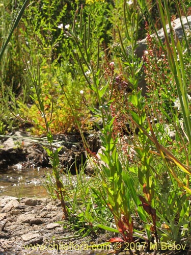 Image of Epilobium sp. #3024 (). Click to enlarge parts of image.