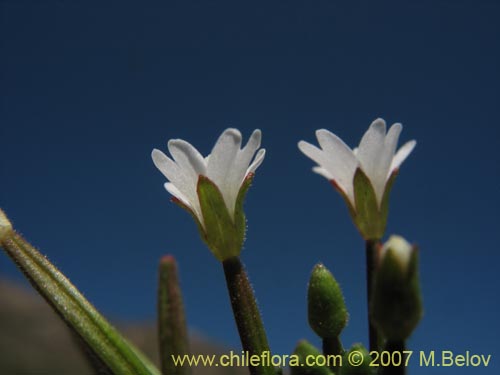 Imágen de Epilobium sp. #3024 (). Haga un clic para aumentar parte de imágen.