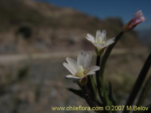 Image of Epilobium sp. #3024 (). Click to enlarge parts of image.