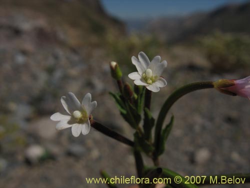 Epilobium sp. #3024의 사진