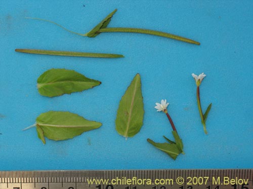 Image of Epilobium sp. #3024 (). Click to enlarge parts of image.