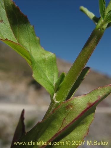 Epilobium sp. #3024的照片