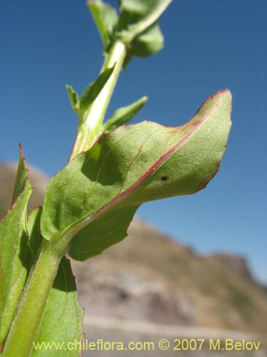 Imágen de Epilobium sp. #3024 (). Haga un clic para aumentar parte de imágen.