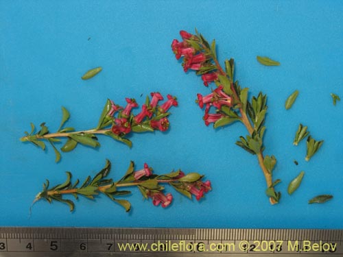 Escallonia rosea的照片