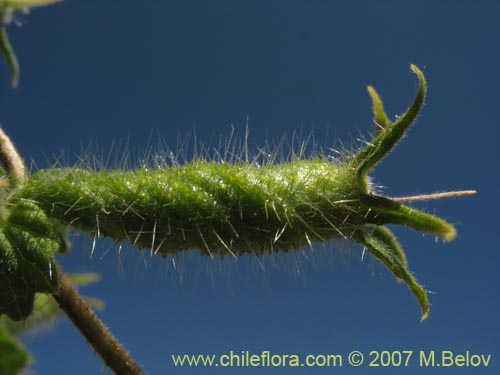 Imágen de Caiophora sp. #1305 (). Haga un clic para aumentar parte de imágen.