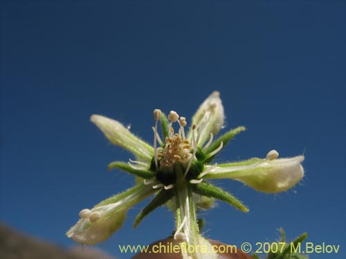 Imágen de Caiophora sp. #1305 (). Haga un clic para aumentar parte de imágen.