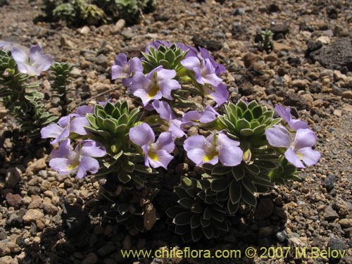 Imágen de Viola cotyledon (Hierba de corazón). Haga un clic para aumentar parte de imágen.