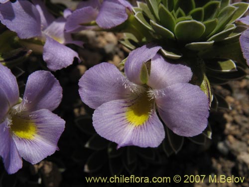 Фотография Viola cotyledon (Hierba de corazón). Щелкните, чтобы увеличить вырез.