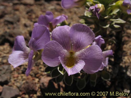 Viola cotyledon的照片