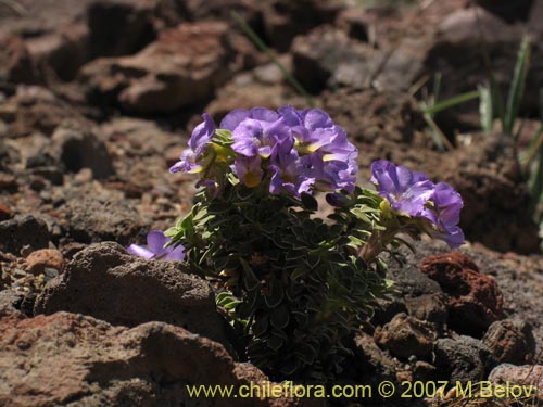 Viola cotyledon的照片