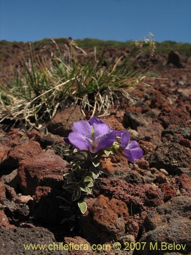 Image of Viola cotyledon (Hierba de corazón). Click to enlarge parts of image.