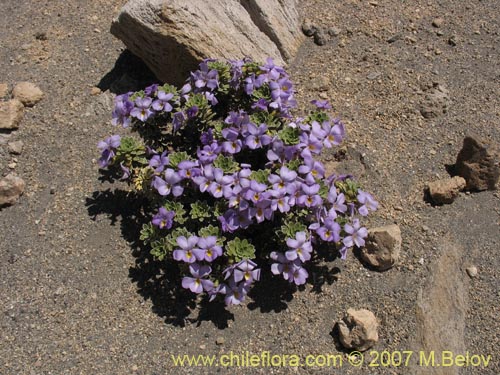 Фотография Viola cotyledon (Hierba de corazón). Щелкните, чтобы увеличить вырез.