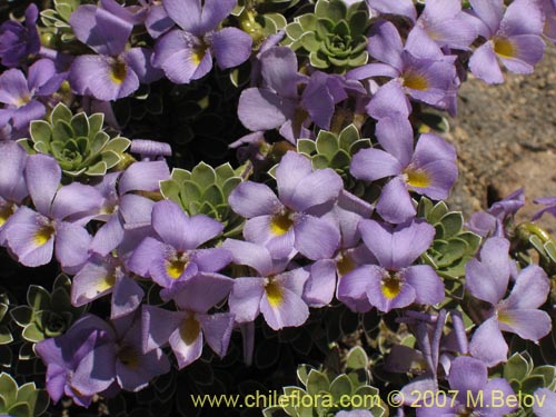 Фотография Viola cotyledon (Hierba de corazón). Щелкните, чтобы увеличить вырез.