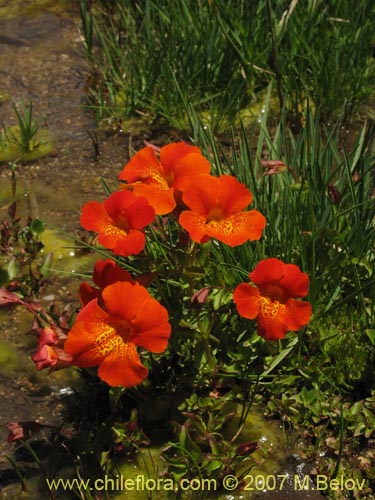 Bild von Mimulus cupreus (Berro rojo / Flor de cobre). Klicken Sie, um den Ausschnitt zu vergrössern.