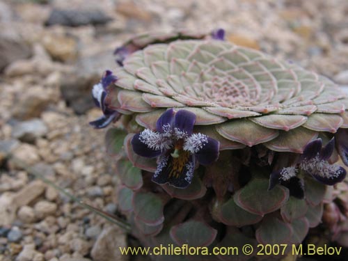 Viola atropurpureaの写真