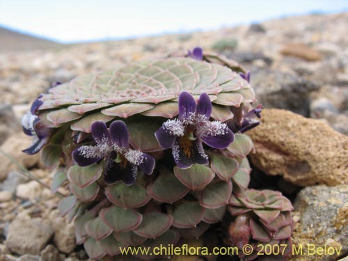 Viola atropurpurea의 사진