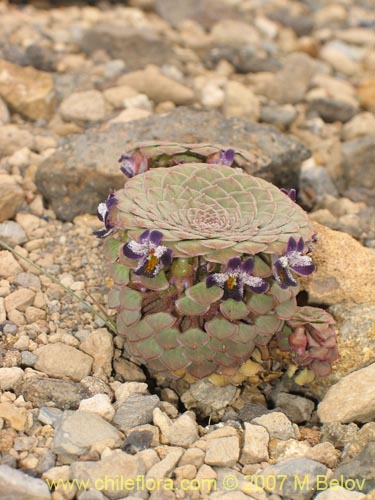 Viola atropurpurea의 사진