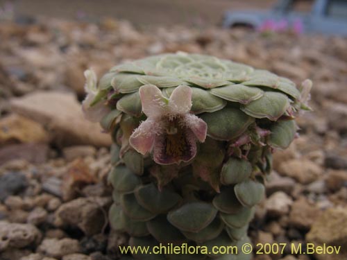 Image of Viola atropurpurea (). Click to enlarge parts of image.