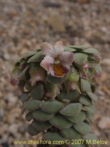 Viola atropurpurea의 사진