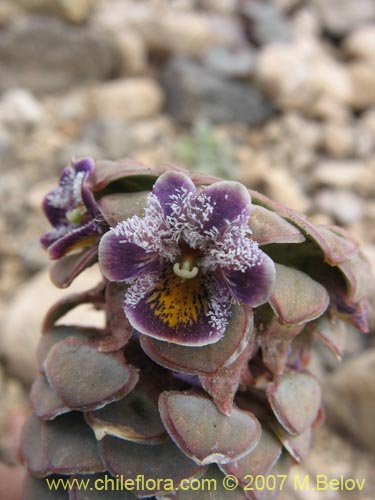 Viola atropurpurea의 사진