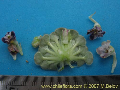 Image of Viola atropurpurea (). Click to enlarge parts of image.